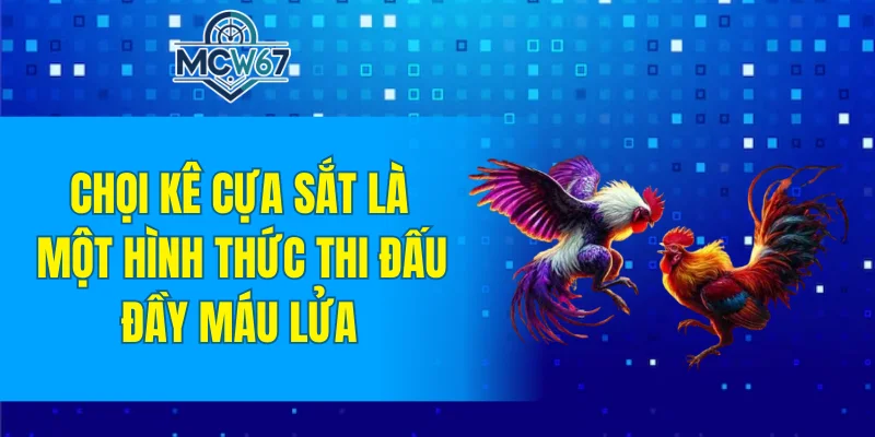 Đá Gà MCW67 - Tham Gia Thiên Đường Chọi Kê Đầy Hấp Dẫn 6 Chọi kê cựa sắt là một hình thức thi đấu đầy máu lửa