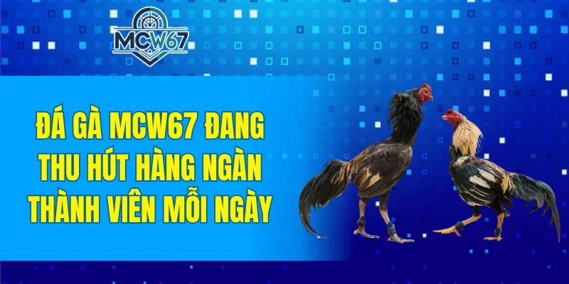 Đá Gà MCW67 - Tham Gia Thiên Đường Chọi Kê Đầy Hấp Dẫn 4 Đá gà MCW67 đang thu hút hàng ngàn thành viên mỗi ngày