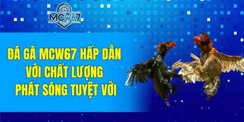 Đá Gà MCW67 - Tham Gia Thiên Đường Chọi Kê Đầy Hấp Dẫn 5 Đá gà MCW67 hấp dẫn với chất lượng phát sóng tuyệt vời